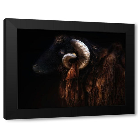 Ram portrait Black Modern Wood Framed Art Print with Double Matting by Pascual Buye, Santiago