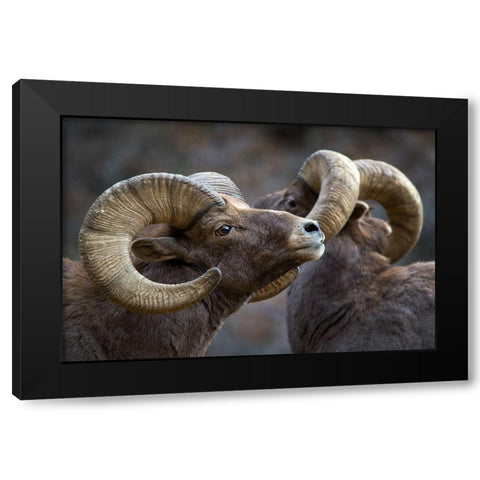 Bighorn sheep, Ovis canadensis Black Modern Wood Framed Art Print with Double Matting by Verdon