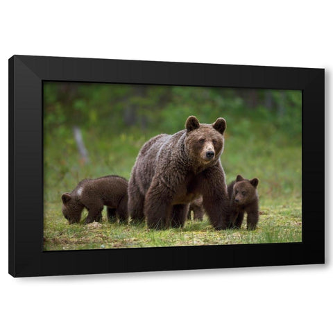 The family of the wood Black Modern Wood Framed Art Print with Double Matting by Pozzi, Marco