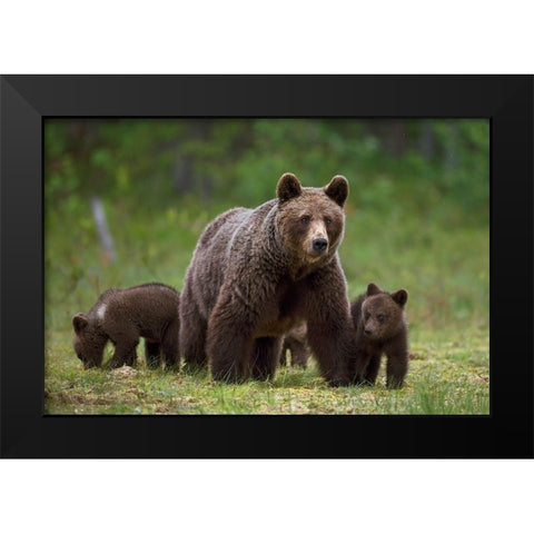The family of the wood Black Modern Wood Framed Art Print by Pozzi, Marco