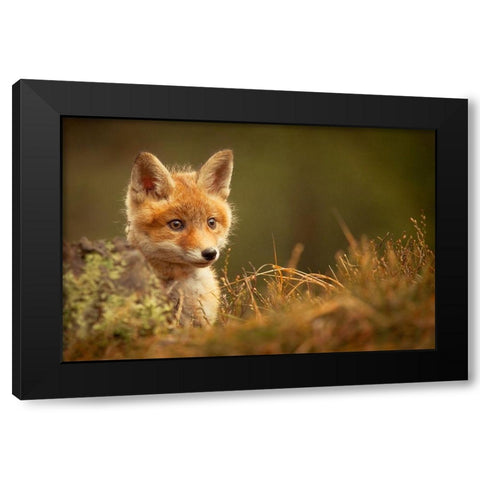Fox Black Modern Wood Framed Art Print by Adamec, Robert
