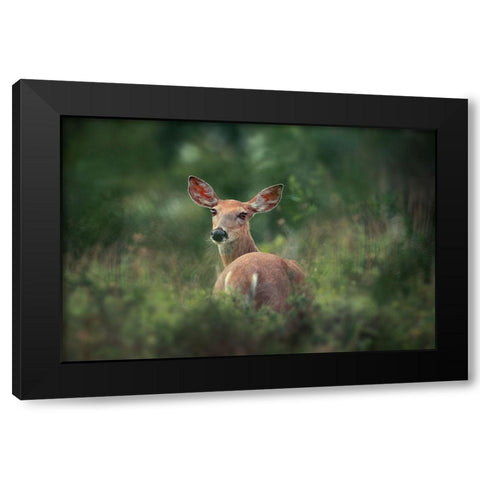 Doe eyed Black Modern Wood Framed Art Print with Double Matting by Li, Rob