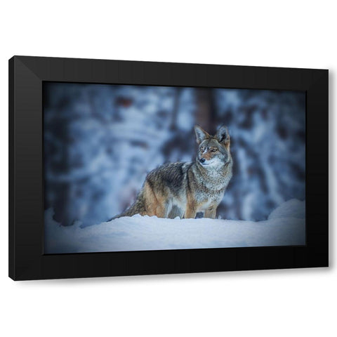 Coyote in Winter Black Modern Wood Framed Art Print by Qiu, Jenny