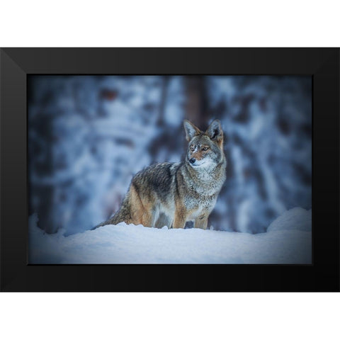 Coyote in Winter Black Modern Wood Framed Art Print by Qiu, Jenny