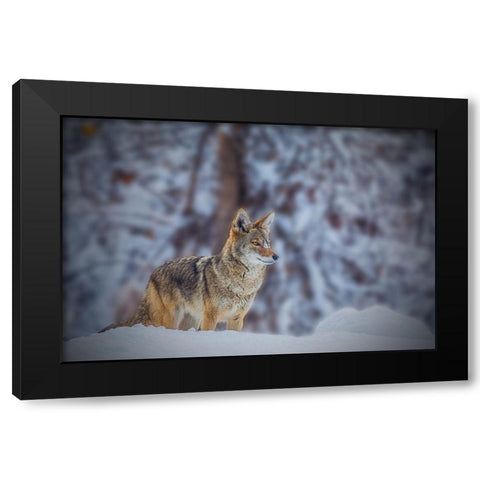 Coyote Black Modern Wood Framed Art Print by Qiu, Jenny