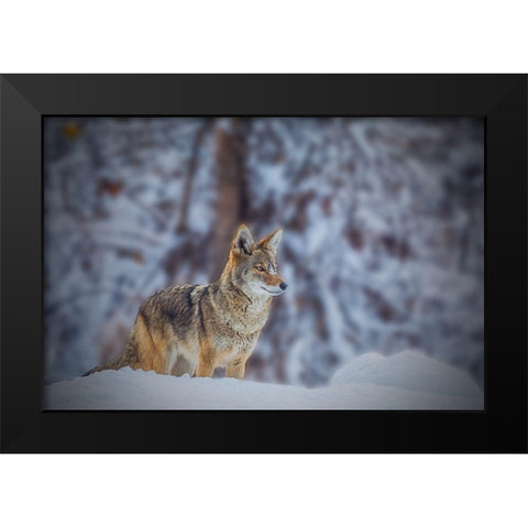 Coyote Black Modern Wood Framed Art Print by Qiu, Jenny