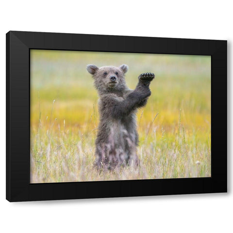A little conductor Black Modern Wood Framed Art Print by Hao Jiang,