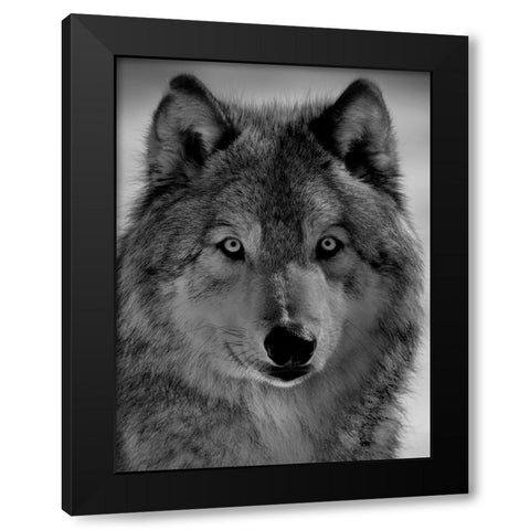 The wolf Black Modern Wood Framed Art Print with Double Matting by Chang, Phillip