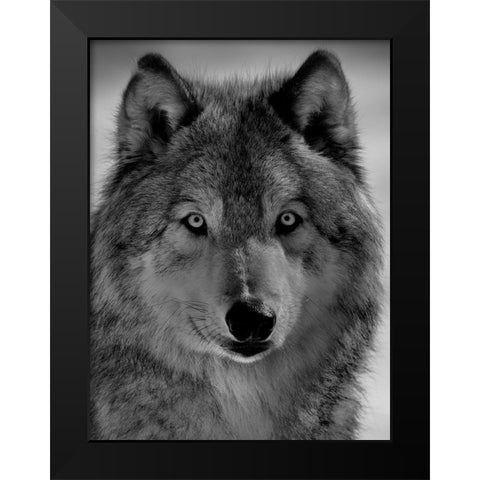 The wolf Black Modern Wood Framed Art Print by Chang, Phillip