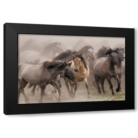 Wild Horses Black Modern Wood Framed Art Print with Double Matting by Uhlig, Dieter