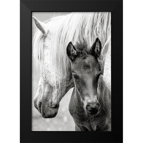 The Foal Black Modern Wood Framed Art Print by Parker, Jacky