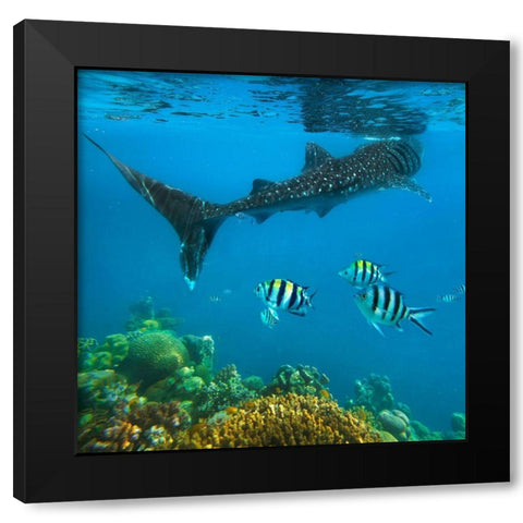 Scissor-tailed sergeant major fish and whale shark-Cebu Island-Philippines Black Modern Wood Framed Art Print with Double Matting by Fitzharris, Tim