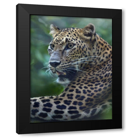 Leopard Black Modern Wood Framed Art Print by Fitzharris, Tim