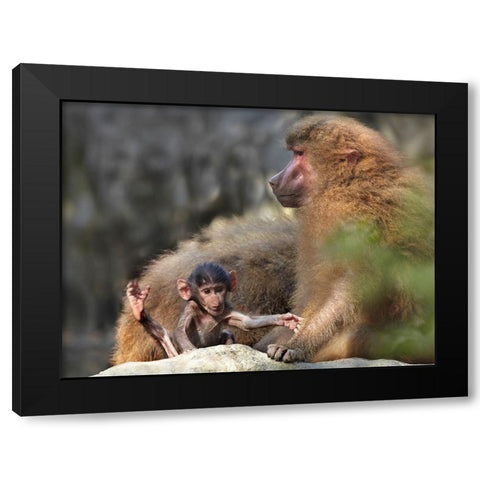 Hamadryas baboon with baby Black Modern Wood Framed Art Print with Double Matting by Fitzharris, Tim