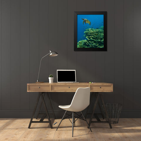 Green sea turtle-butterfly fish and shelf coral-Ningaloo Reef-Australia Black Modern Wood Framed Art Print by Fitzharris, Tim