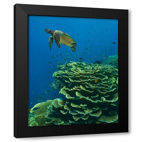 Green sea turtle-butterfly fish and shelf coral-Ningaloo Reef-Australia Black Modern Wood Framed Art Print by Fitzharris, Tim