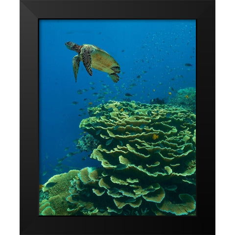 Green sea turtle-butterfly fish and shelf coral-Ningaloo Reef-Australia Black Modern Wood Framed Art Print by Fitzharris, Tim