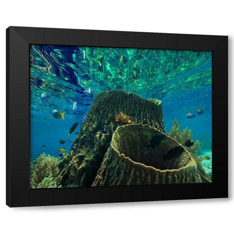 Rockfish and coral-Panglao Island-Philippines Black Modern Wood Framed Art Print with Double Matting by Fitzharris, Tim