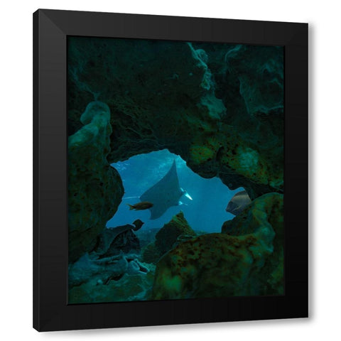 Reef manta ray-Penida Island-Indonesia Black Modern Wood Framed Art Print by Fitzharris, Tim