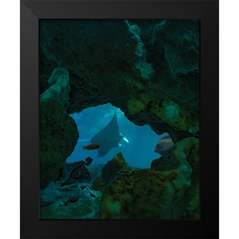 Reef manta ray-Penida Island-Indonesia Black Modern Wood Framed Art Print by Fitzharris, Tim