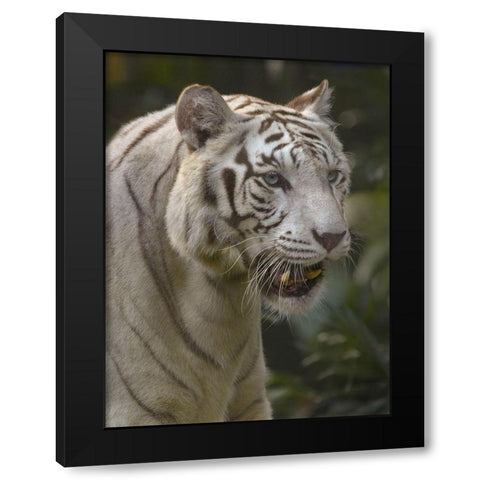 Bengal Tiger White Subspecies Black Modern Wood Framed Art Print by Fitzharris, Tim