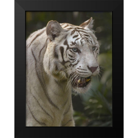 Bengal Tiger White Subspecies Black Modern Wood Framed Art Print by Fitzharris, Tim