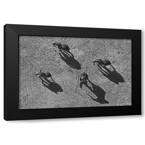 African elephants Black Modern Wood Framed Art Print by Fitzharris, Tim