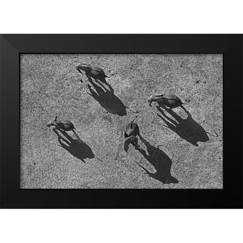 African elephants Black Modern Wood Framed Art Print by Fitzharris, Tim