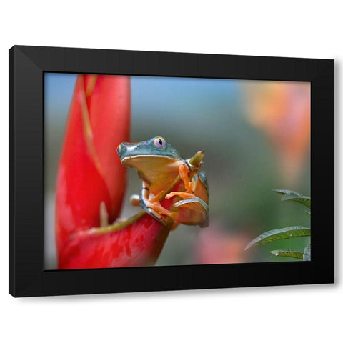 Barred leaf frog Black Modern Wood Framed Art Print with Double Matting by Fitzharris, Tim