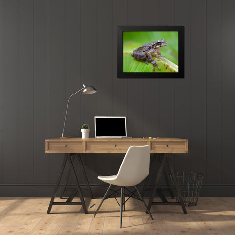 Baudins smilisca tree frog Black Modern Wood Framed Art Print by Fitzharris, Tim