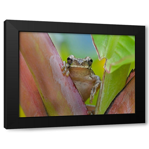 Baudins smilisca tree frog Black Modern Wood Framed Art Print with Double Matting by Fitzharris, Tim