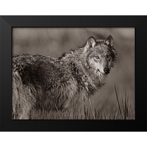 Gray wolf in marsh Sepia Black Modern Wood Framed Art Print by Fitzharris, Tim