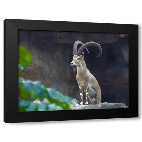 Nubian Ibex Black Modern Wood Framed Art Print with Double Matting by Fitzharris, Tim