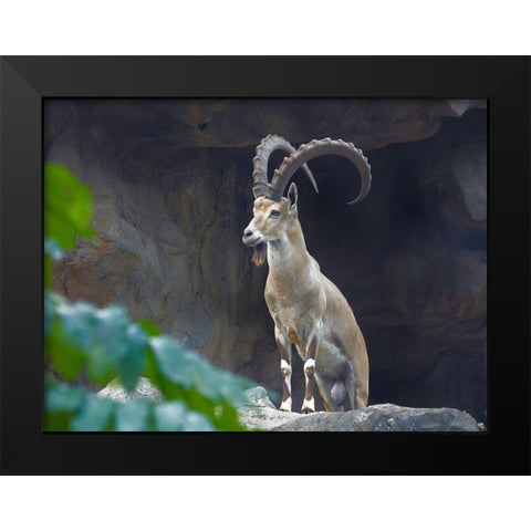 Nubian Ibex Black Modern Wood Framed Art Print by Fitzharris, Tim