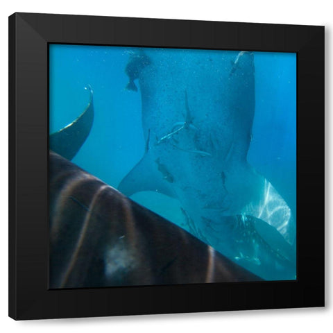 Whale shark at Oslob Whale Shark Sanctuary-Cebu-Philippines Black Modern Wood Framed Art Print with Double Matting by Fitzharris, Tim