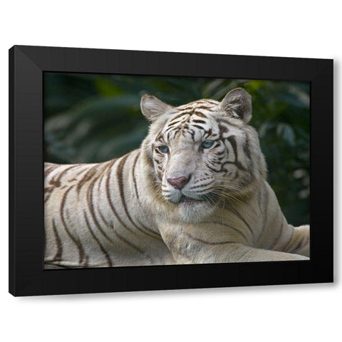 Bengal Tiger White Subspecies Black Modern Wood Framed Art Print with Double Matting by Fitzharris, Tim