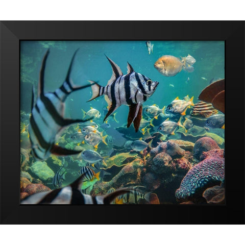 Old wives fish and fusiliers-Perth Aquarium-Australia Black Modern Wood Framed Art Print by Fitzharris, Tim