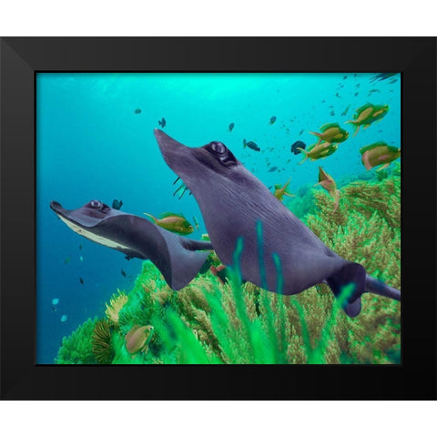 Blue Skates-Balicasag Island-Philippines Black Modern Wood Framed Art Print by Fitzharris, Tim