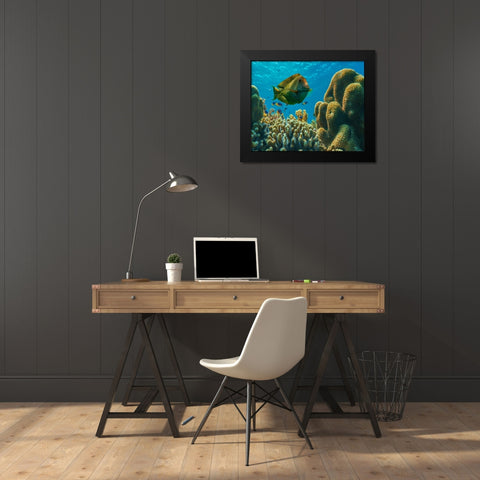 Tang fish and brain coral-Bohol Philippines Black Modern Wood Framed Art Print by Fitzharris, Tim