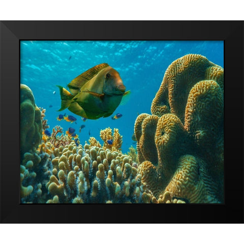 Tang fish and brain coral-Bohol Philippines Black Modern Wood Framed Art Print by Fitzharris, Tim