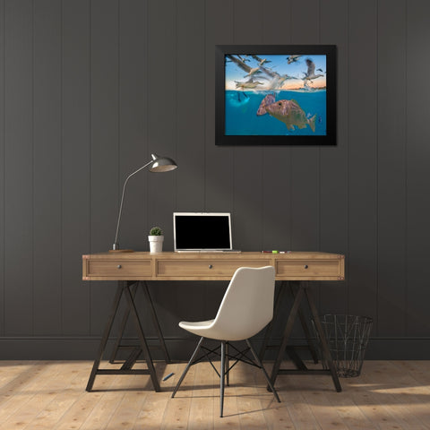Snapper and gulls-Coral Coast-Western Australia Black Modern Wood Framed Art Print by Fitzharris, Tim