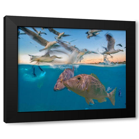 Snapper and gulls-Coral Coast-Western Australia Black Modern Wood Framed Art Print by Fitzharris, Tim