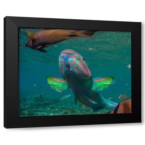 Parrot fish-Negros Oriental-Philippines Black Modern Wood Framed Art Print with Double Matting by Fitzharris, Tim