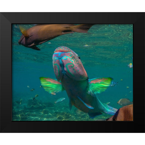 Parrot fish-Negros Oriental-Philippines Black Modern Wood Framed Art Print by Fitzharris, Tim