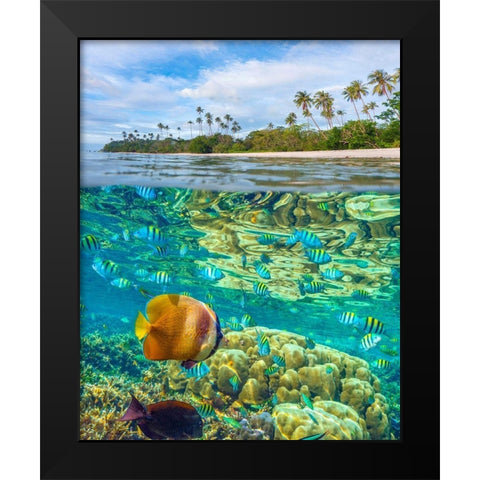 Coral and butterfly fish at Cadlao Island-Palawan-Philippines Black Modern Wood Framed Art Print by Fitzharris, Tim