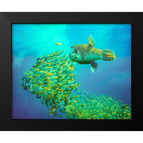 Puffer fish and yellow snapper-Miniloc Island-Palawan-Philippines Black Modern Wood Framed Art Print by Fitzharris, Tim
