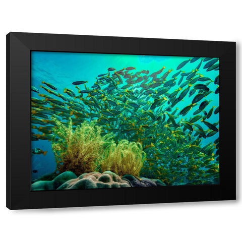 Yellow snapper school above coral-Miniloc Island-Palawan-Philippines Black Modern Wood Framed Art Print by Fitzharris, Tim