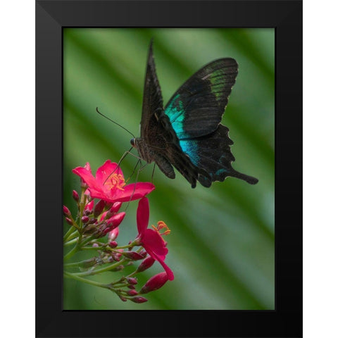 Papilio pranthus butterfly-Indonesia Black Modern Wood Framed Art Print by Fitzharris, Tim