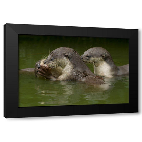 Asiatic otters-Sabah-Malayasia Black Modern Wood Framed Art Print with Double Matting by Fitzharris, Tim