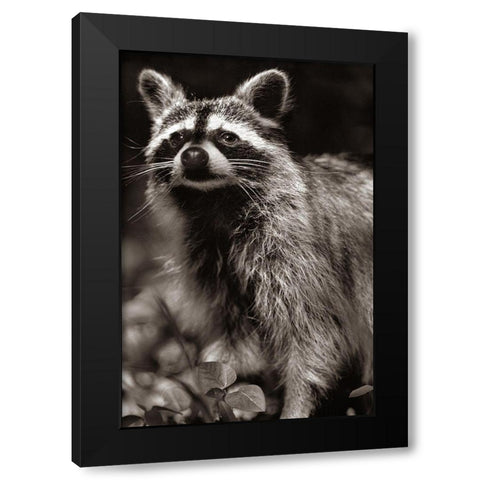 Raccoon Sepia Black Modern Wood Framed Art Print by Fitzharris, Tim